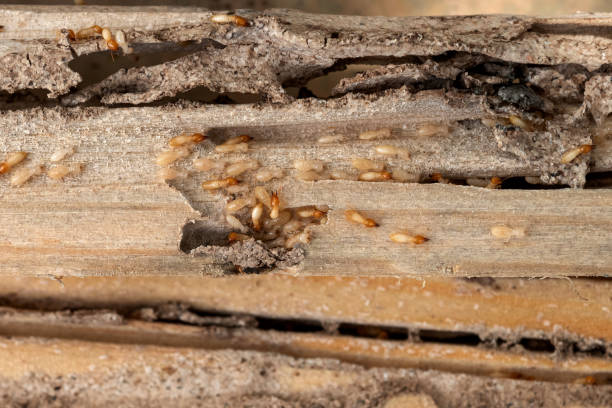 Professional Pest Control in Cornwall On Hudson, NY